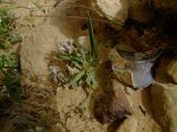 Gymnarrhena micrantha. Цветущее растение. Израиль, нагорье Негев, кратер Рамон. 15.03.2010.