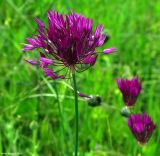 Allium jodanthum