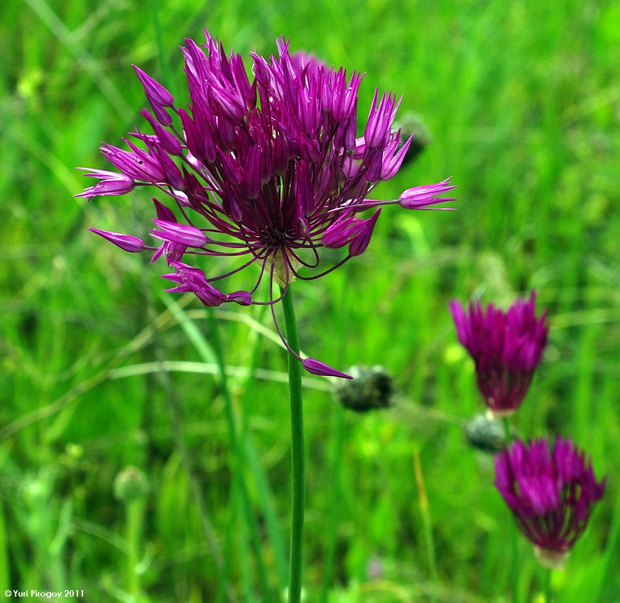 Изображение особи Allium jodanthum.