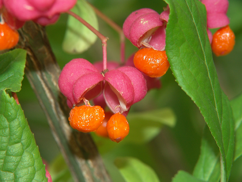 Изображение особи Euonymus europaeus.