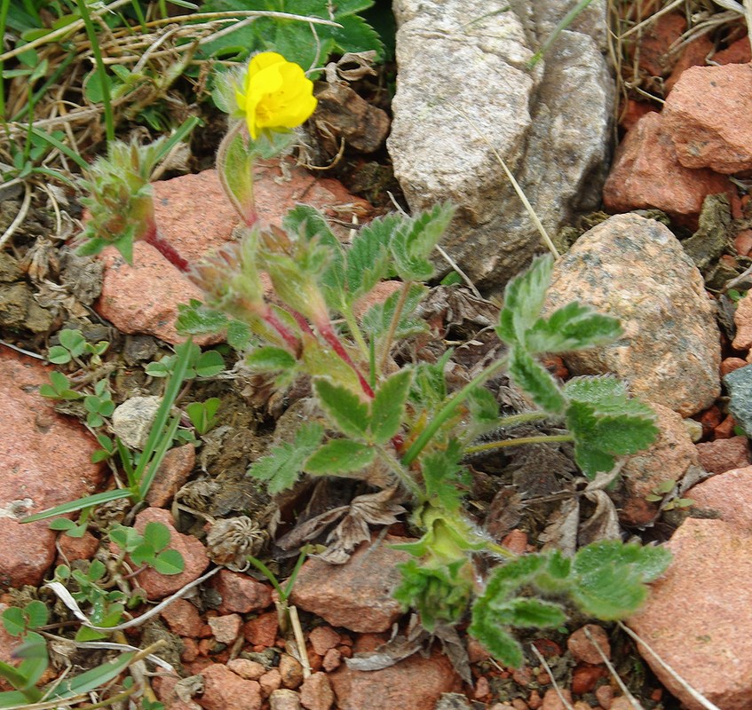 Image of Potentilla nervosa specimen.