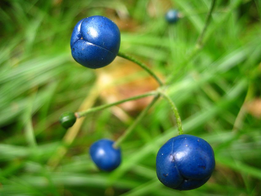 Image of Clintonia udensis specimen.