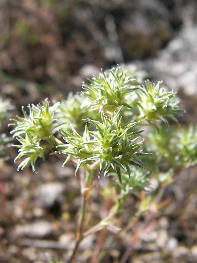 Image of Queria hispanica specimen.