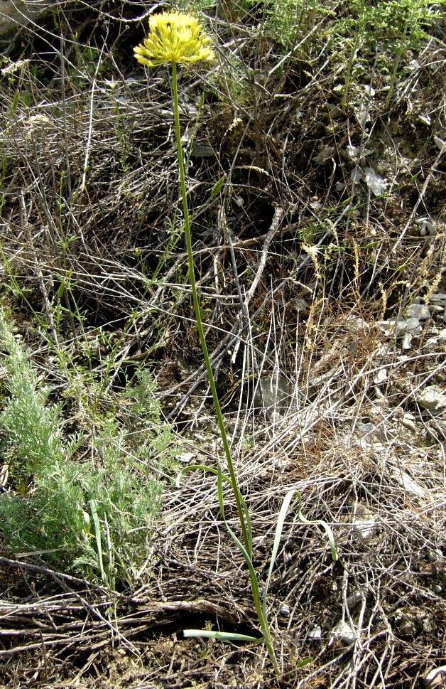 Изображение особи Allium scabriscapum.