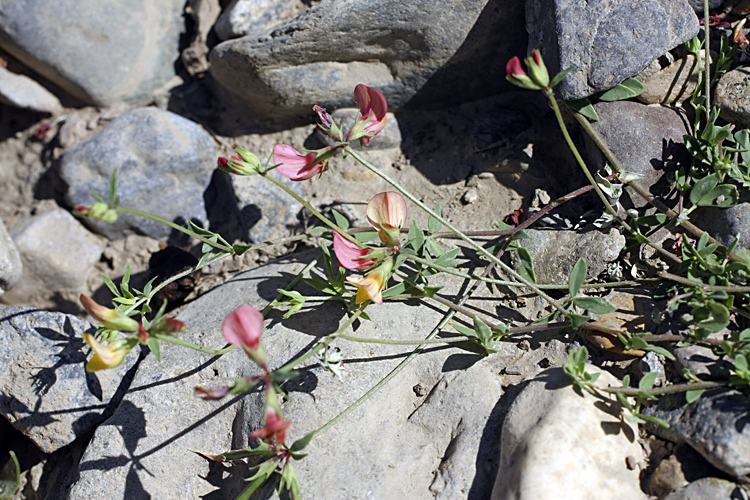Image of Lotus sergievskiae specimen.