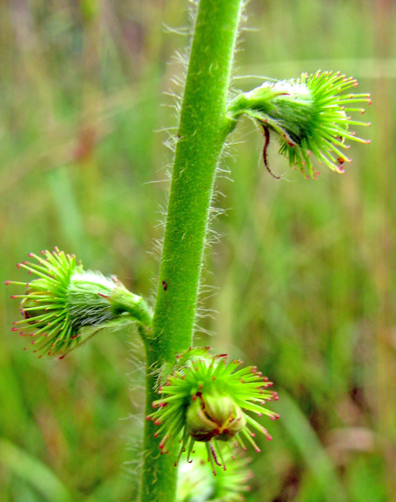 Image of Agrimonia eupatoria specimen.