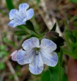 Pulmonaria mollis