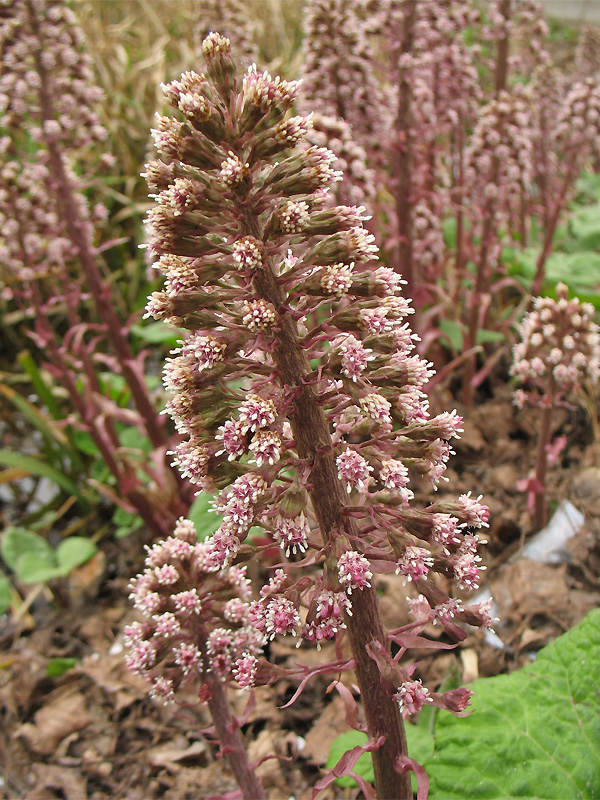 Изображение особи Petasites hybridus.