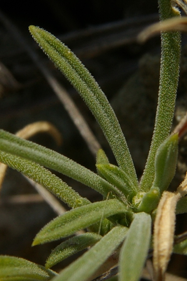 Image of Silene syreitschikowii specimen.