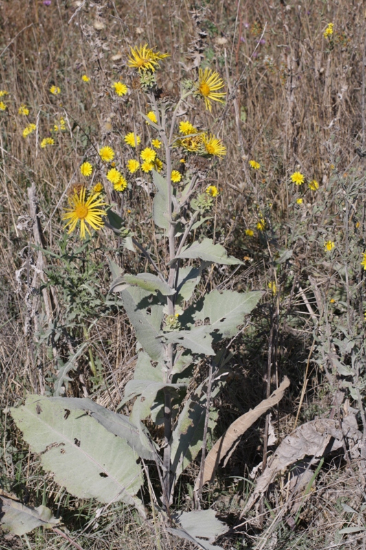 Image of Inula helenium specimen.