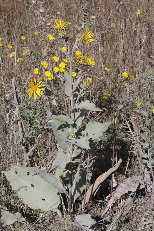 Изображение особи Inula helenium.