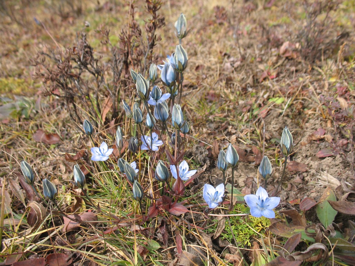 Изображение особи Lomatogoniopsis alpina.