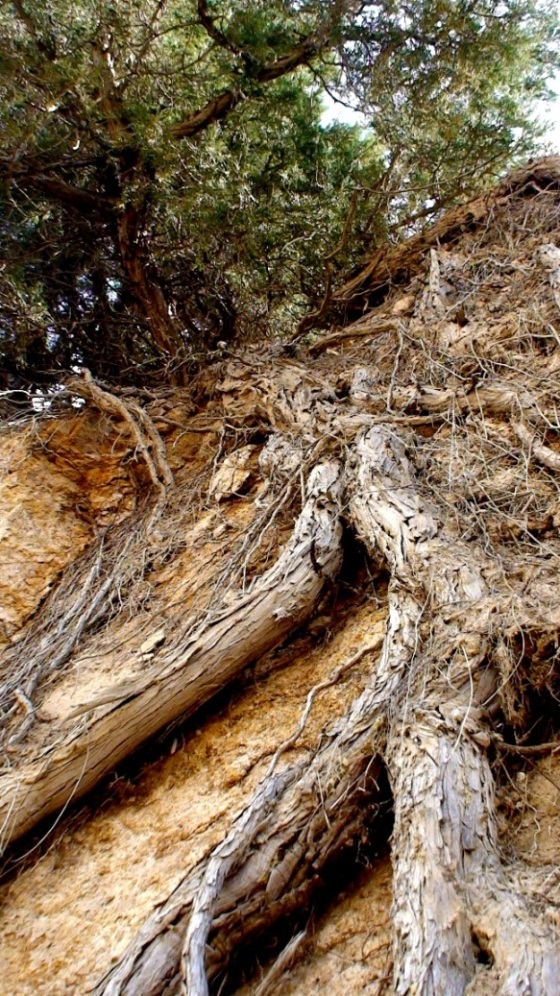 Image of Juniperus polycarpos specimen.