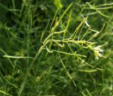 Arabidopsis thaliana