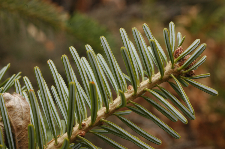 Изображение особи Abies alba.