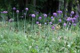 Allium giganteum