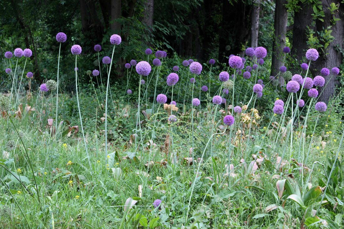 Изображение особи Allium giganteum.