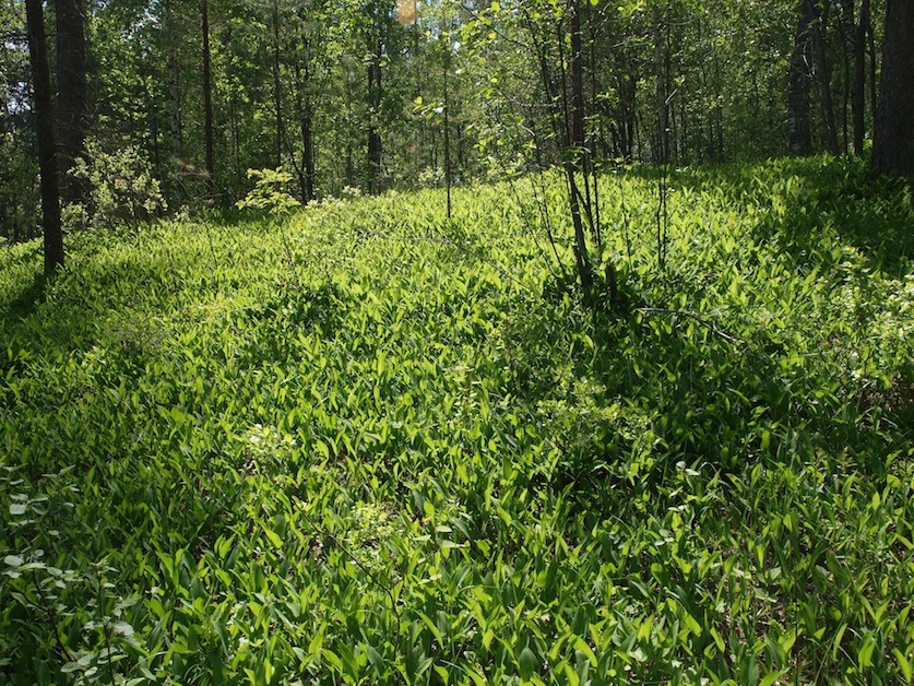 Изображение особи Convallaria majalis.