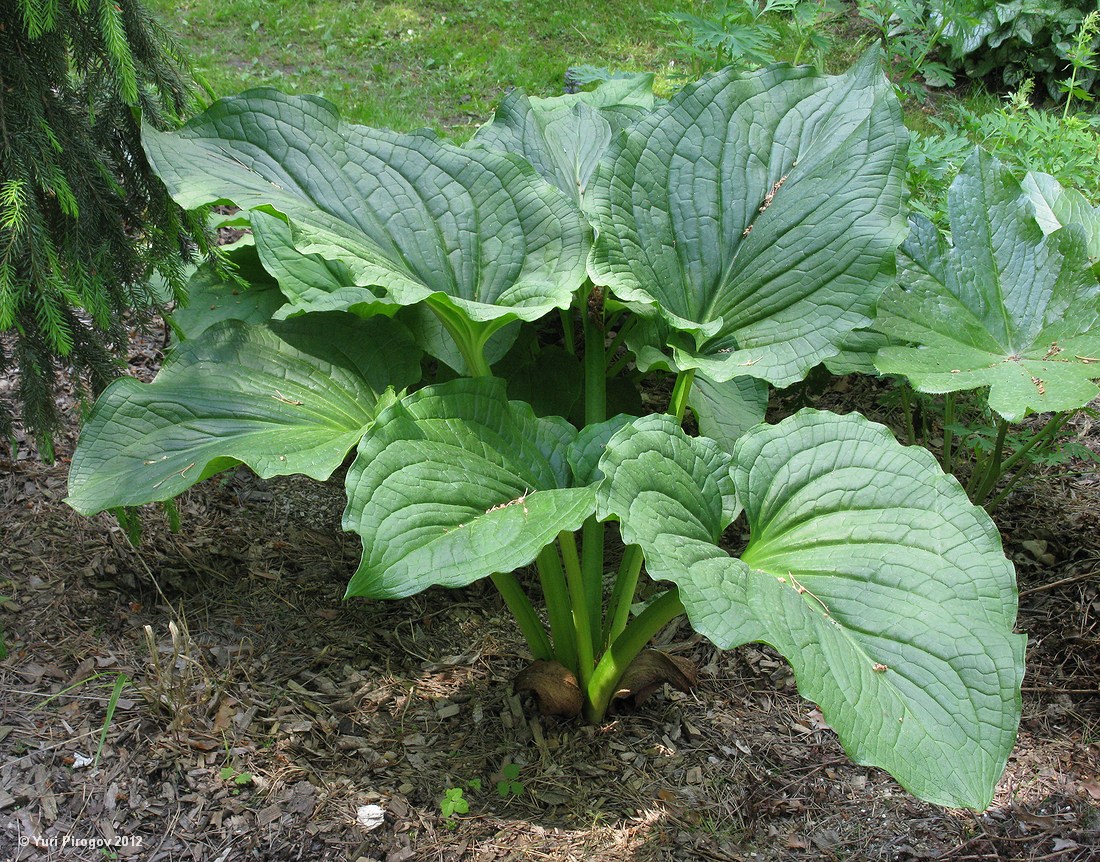 Изображение особи Symplocarpus renifolius.