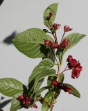 Lonicera разновидность ledebourii