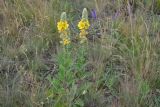 Verbascum ovalifolium