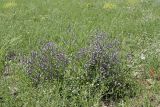 Anchusa azurea. Цветущие растения на заброшенном поле. Южный Казахстан, хр. Боролдайтау, предгорья к СВ от села Балыкчи. 23.05.2010.
