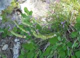 Polygala major