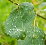 Populus tremula