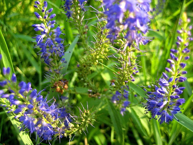 Изображение особи Veronica longifolia.