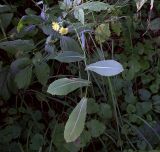 Lactuca serriola