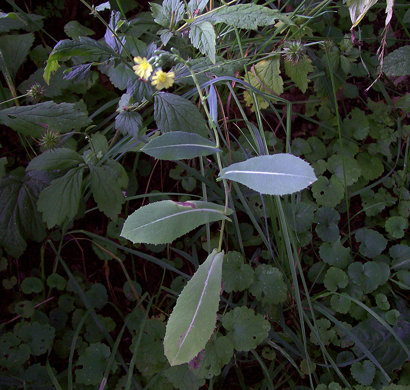 Изображение особи Lactuca serriola.