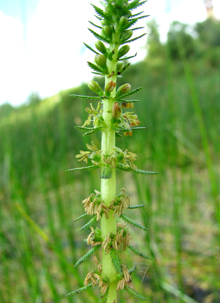 Image of Myriophyllum verticillatum specimen.