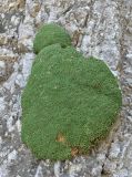 Gypsophila imbricata