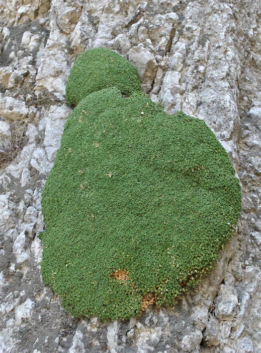 Image of Gypsophila imbricata specimen.