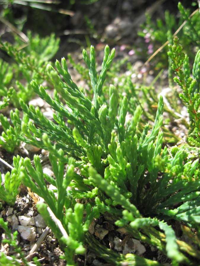 Image of Diphasiastrum oellgaardii specimen.