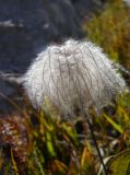 Clematis integrifolia. Плод. Крым, Ялтинская яйла. 8 сентября 2012 г.