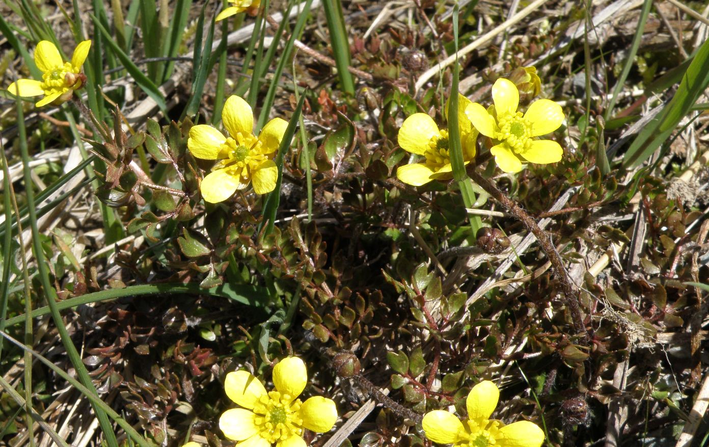 Image of Ranunculus gracilipes specimen.