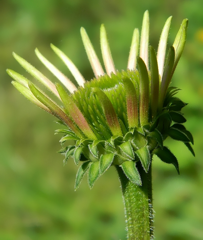 Изображение особи Echinacea purpurea.