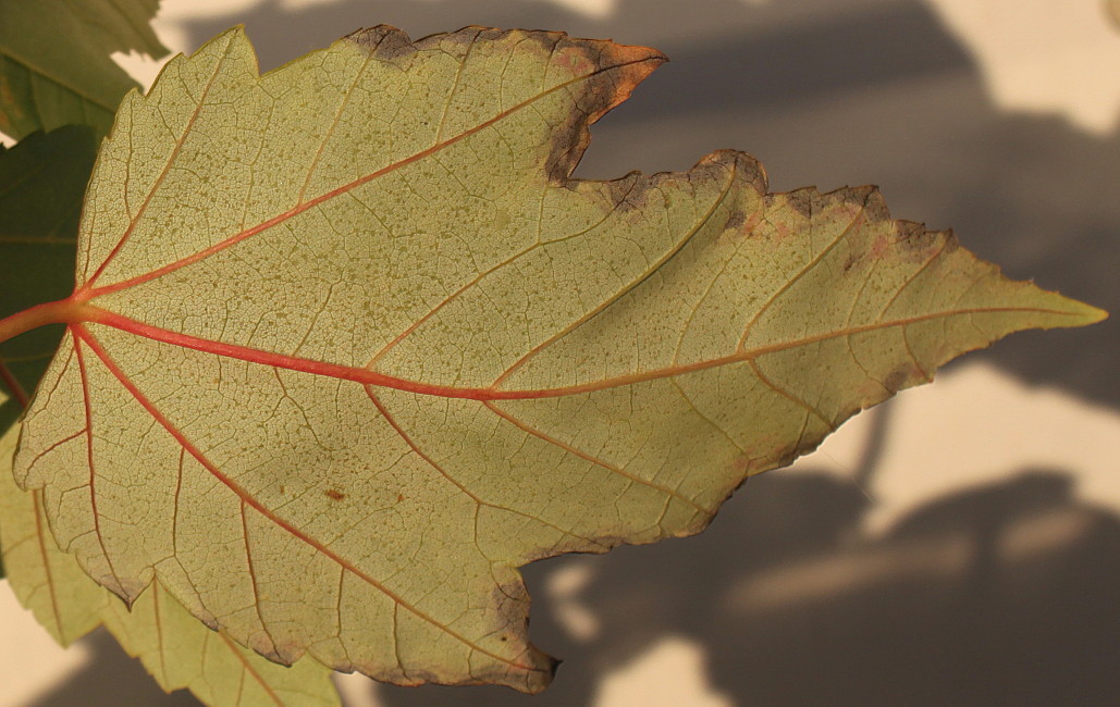 Image of Acer rubrum specimen.