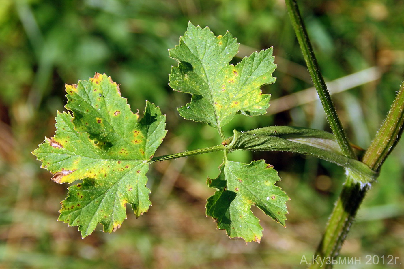 Image of Heracleum sibiricum specimen.