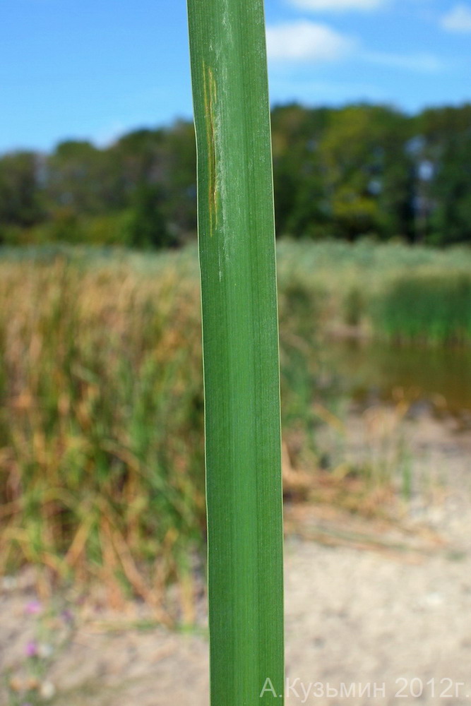 Изображение особи Typha angustifolia.