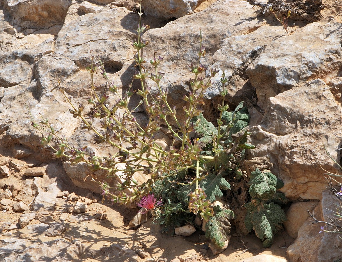 Image of Salvia palaestina specimen.