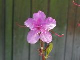 Rhododendron dauricum