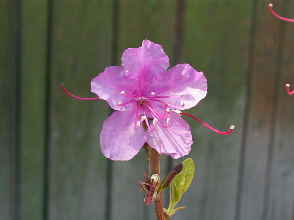 Image of Rhododendron dauricum specimen.