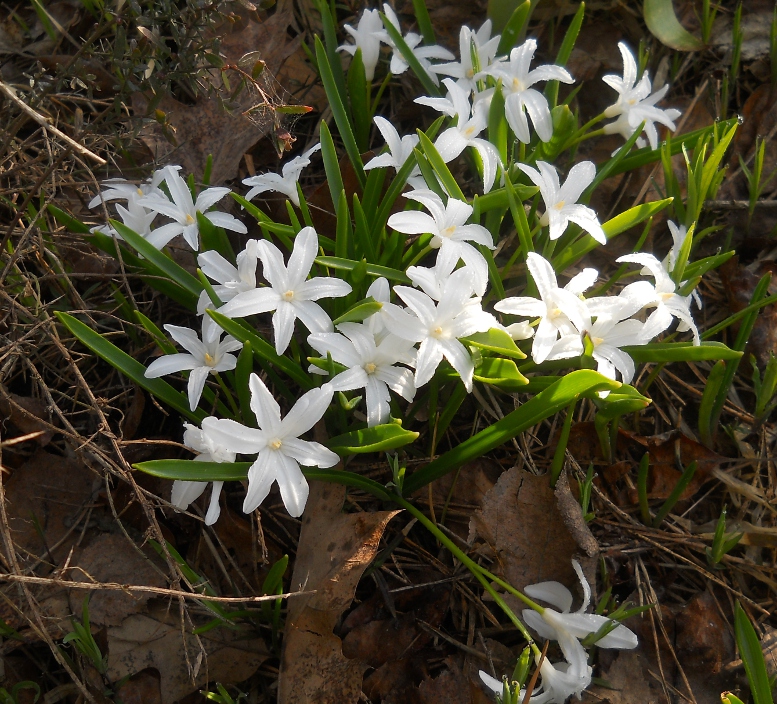 Изображение особи Chionodoxa luciliae f. alba.