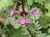 Pedicularis macrochila