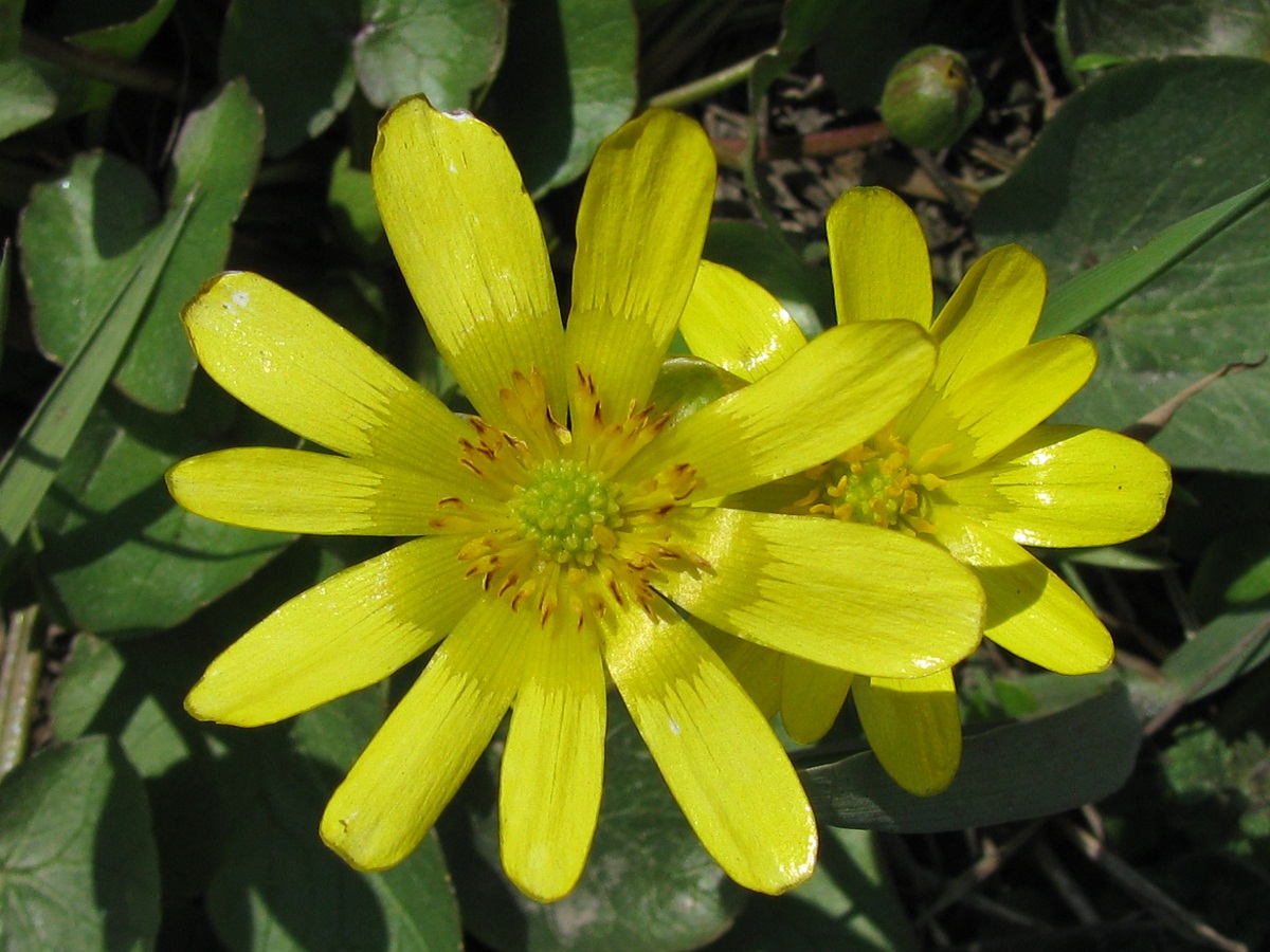 Image of Ficaria stepporum specimen.