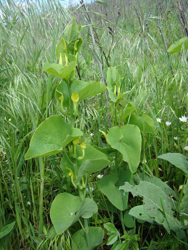 Image of Aristolochia clematitis specimen.