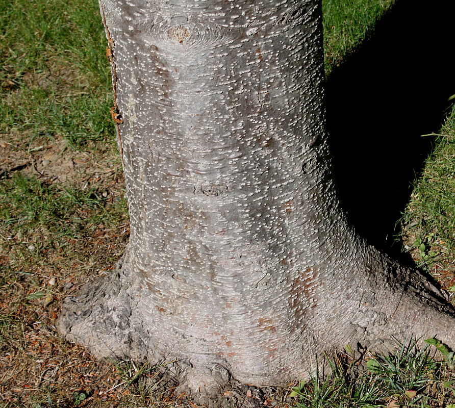 Image of Abies alba specimen.