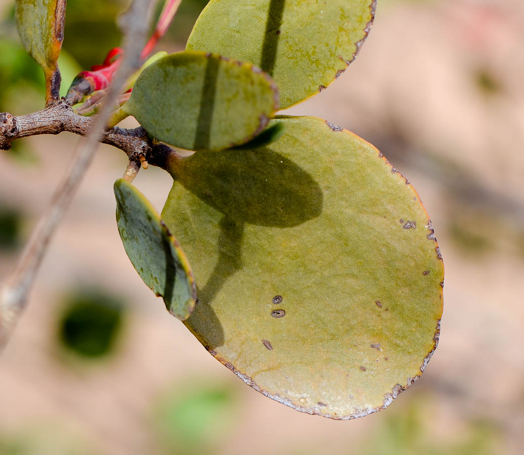 Изображение особи Plicosepalus acaciae.